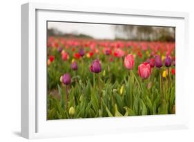 Dutch Landscape with Colorful Tulips in the Flower Fields-Ivonnewierink-Framed Photographic Print