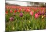Dutch Landscape with Colorful Tulips in the Flower Fields-Ivonnewierink-Mounted Photographic Print
