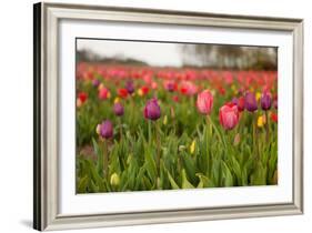 Dutch Landscape with Colorful Tulips in the Flower Fields-Ivonnewierink-Framed Photographic Print