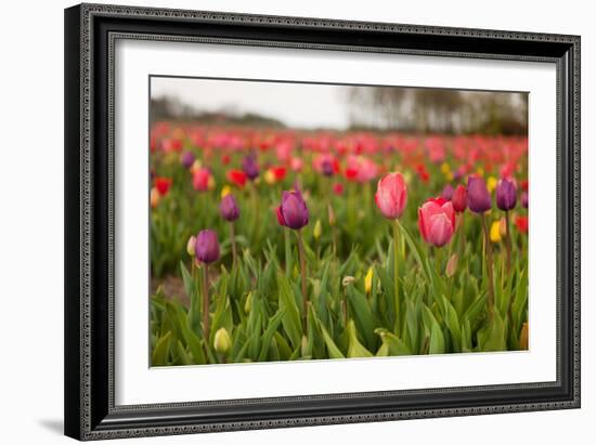 Dutch Landscape with Colorful Tulips in the Flower Fields-Ivonnewierink-Framed Photographic Print