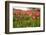 Dutch Landscape with Colorful Tulips in the Flower Fields-Ivonnewierink-Framed Photographic Print