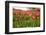 Dutch Landscape with Colorful Tulips in the Flower Fields-Ivonnewierink-Framed Photographic Print