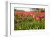 Dutch Landscape with Colorful Tulips in the Flower Fields-Ivonnewierink-Framed Photographic Print