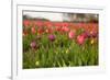 Dutch Landscape with Colorful Tulips in the Flower Fields-Ivonnewierink-Framed Photographic Print