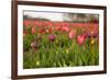 Dutch Landscape with Colorful Tulips in the Flower Fields-Ivonnewierink-Framed Photographic Print