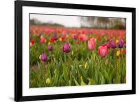 Dutch Landscape with Colorful Tulips in the Flower Fields-Ivonnewierink-Framed Photographic Print