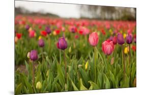 Dutch Landscape with Colorful Tulips in the Flower Fields-Ivonnewierink-Mounted Photographic Print