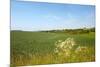 Dutch Landscape with Hills and Corn Fields-Ivonnewierink-Mounted Photographic Print