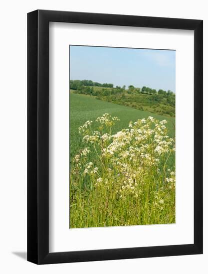 Dutch Landscape with Hills and Corn Fields-Ivonnewierink-Framed Photographic Print