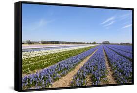 Dutch Landscape with Hyacinth Flowers-Ivonnewierink-Framed Stretched Canvas