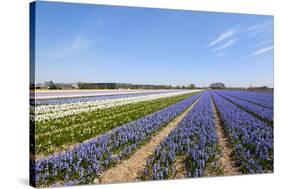 Dutch Landscape with Hyacinth Flowers-Ivonnewierink-Stretched Canvas