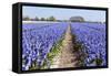 Dutch Landscape with Hyacinth Flowers-Ivonnewierink-Framed Stretched Canvas