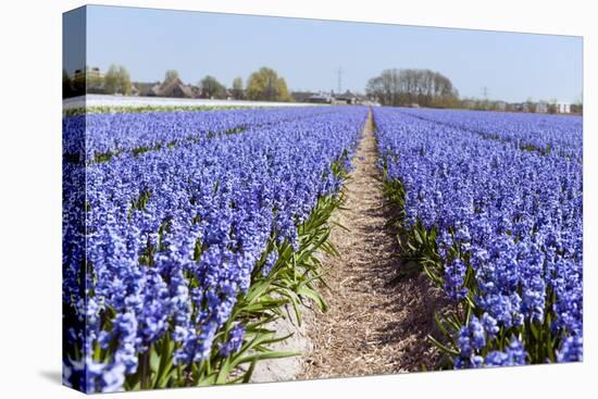 Dutch Landscape with Hyacinth Flowers-Ivonnewierink-Stretched Canvas