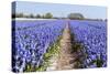 Dutch Landscape with Hyacinth Flowers-Ivonnewierink-Stretched Canvas