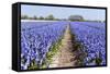 Dutch Landscape with Hyacinth Flowers-Ivonnewierink-Framed Stretched Canvas