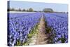 Dutch Landscape with Hyacinth Flowers-Ivonnewierink-Stretched Canvas