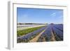 Dutch Landscape with Hyacinth Flowers-Ivonnewierink-Framed Photographic Print