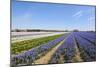 Dutch Landscape with Hyacinth Flowers-Ivonnewierink-Mounted Photographic Print