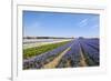 Dutch Landscape with Hyacinth Flowers-Ivonnewierink-Framed Photographic Print