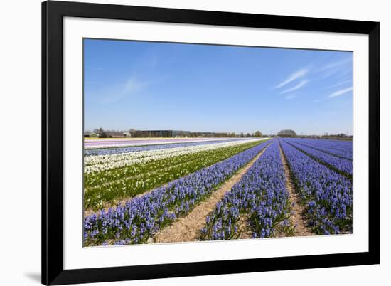 Dutch Landscape with Hyacinth Flowers-Ivonnewierink-Framed Photographic Print