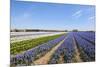 Dutch Landscape with Hyacinth Flowers-Ivonnewierink-Mounted Photographic Print