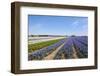 Dutch Landscape with Hyacinth Flowers-Ivonnewierink-Framed Photographic Print