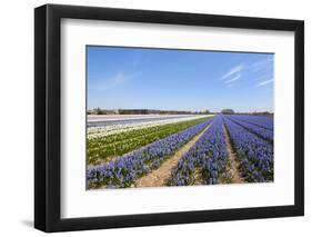 Dutch Landscape with Hyacinth Flowers-Ivonnewierink-Framed Photographic Print