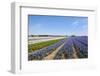 Dutch Landscape with Hyacinth Flowers-Ivonnewierink-Framed Photographic Print