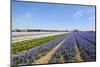 Dutch Landscape with Hyacinth Flowers-Ivonnewierink-Mounted Photographic Print