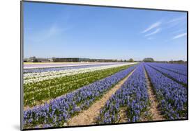 Dutch Landscape with Hyacinth Flowers-Ivonnewierink-Mounted Photographic Print