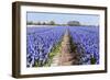 Dutch Landscape with Hyacinth Flowers-Ivonnewierink-Framed Photographic Print