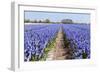 Dutch Landscape with Hyacinth Flowers-Ivonnewierink-Framed Photographic Print