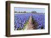 Dutch Landscape with Hyacinth Flowers-Ivonnewierink-Framed Photographic Print