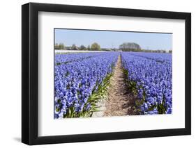 Dutch Landscape with Hyacinth Flowers-Ivonnewierink-Framed Photographic Print