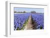 Dutch Landscape with Hyacinth Flowers-Ivonnewierink-Framed Photographic Print