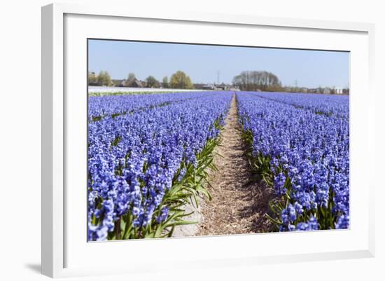 Dutch Landscape with Hyacinth Flowers-Ivonnewierink-Framed Photographic Print