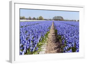 Dutch Landscape with Hyacinth Flowers-Ivonnewierink-Framed Photographic Print