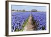 Dutch Landscape with Hyacinth Flowers-Ivonnewierink-Framed Photographic Print