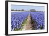 Dutch Landscape with Hyacinth Flowers-Ivonnewierink-Framed Photographic Print