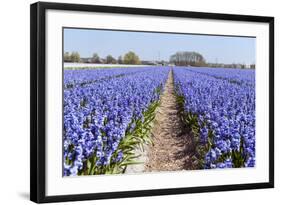 Dutch Landscape with Hyacinth Flowers-Ivonnewierink-Framed Photographic Print