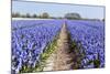 Dutch Landscape with Hyacinth Flowers-Ivonnewierink-Mounted Photographic Print