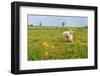 Dutch Landscape with Sheep-Ivonnewierink-Framed Photographic Print