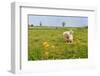 Dutch Landscape with Sheep-Ivonnewierink-Framed Photographic Print