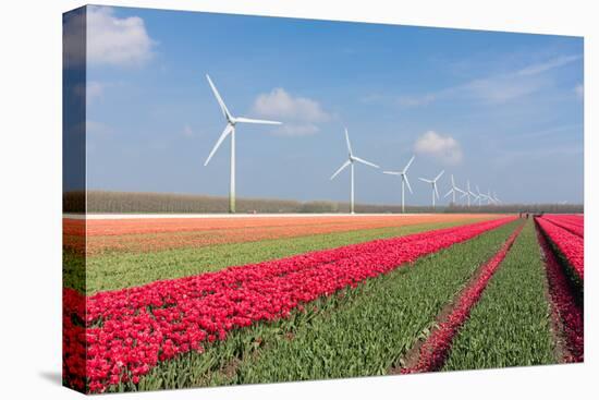 Dutch Landscape with Tulips and Wind Turbines-kruwt-Stretched Canvas