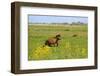 Dutch Landscape-Ivonnewierink-Framed Photographic Print