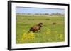 Dutch Landscape-Ivonnewierink-Framed Photographic Print