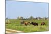 Dutch Landscape-Ivonnewierink-Mounted Photographic Print