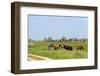 Dutch Landscape-Ivonnewierink-Framed Photographic Print