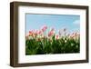 Dutch Pink Tulips in the Fields with Blue Sky-Ivonnewierink-Framed Photographic Print