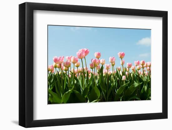 Dutch Pink Tulips in the Fields with Blue Sky-Ivonnewierink-Framed Photographic Print